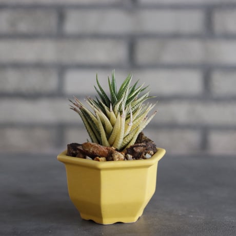 Haworthia 鼓笛錦 × nos pot (3.5号)  no.927/75