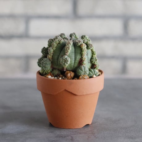 Euphorbia obesa × YAMABACHI (3号)  no.913/76
