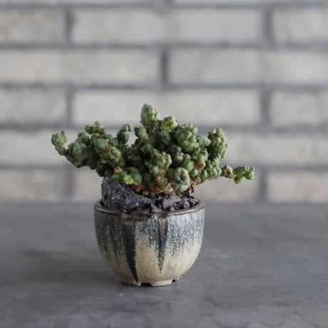 【芽の巣山】Euphorbia horrida f. monstruosa × 安西岳郎 / 中川智治 (2.5号)  no.823/27