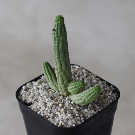 【tres】Euphorbia cereiformis (3号)  no.816/45