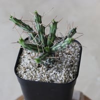 【tres】Euphorbia actinoclada (3号)  no.816/31
