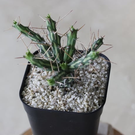 【tres】Euphorbia actinoclada (3号)  no.816/31