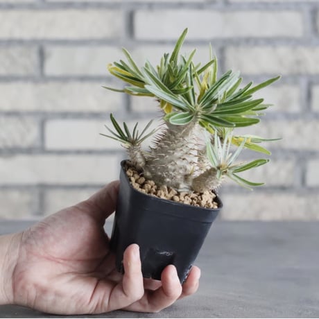 Pachypodium gracilius (3号鉢)  no.705/115