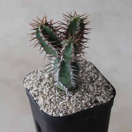 【tres】Euphorbia avasmontana (3.5号)  no.816/38