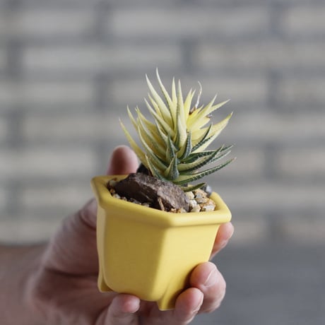Haworthia 鼓笛錦 × nos pot (2.5号)  no.1004/137