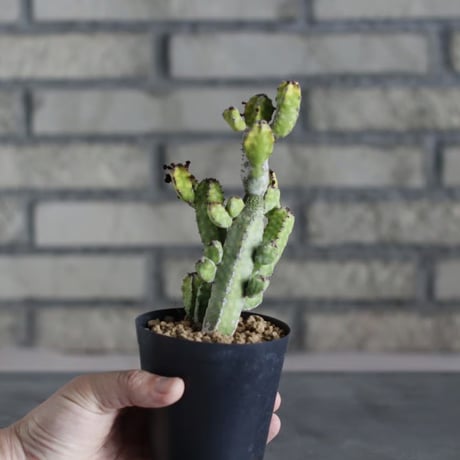 Euphorbia pseudocactus 'lyttoniana' (3号)  no.719/145