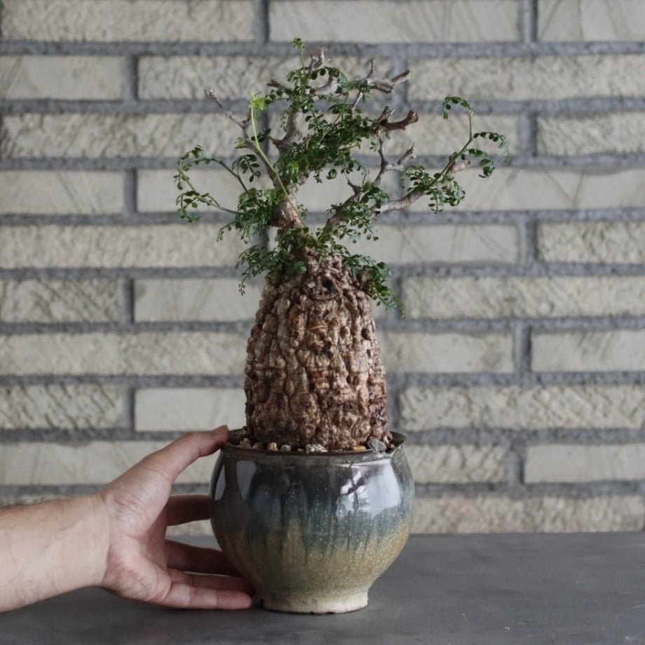 6a86fdcf8ae17813090e070b
