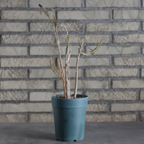 Euphorbia platyclada (4号)  no.719/138