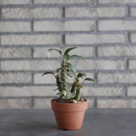 Dorstenia foetida × YAMABACHI(3号)  no.906/30