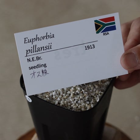 【tres】Euphorbia pillansii (3号)  no.816/23