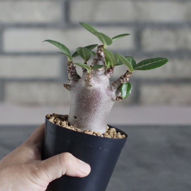 Adenium arabicum 'Black skin' (3号鉢) no.719/156