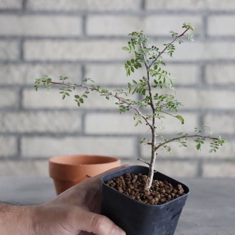 Bursera aptera (2.5号) ＋YAMABACHI  no.830/36
