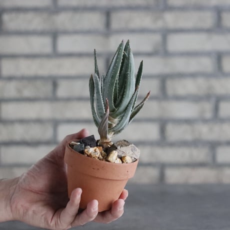 Aloe dichotoma × YAMABACHI(3号)  no.906/35