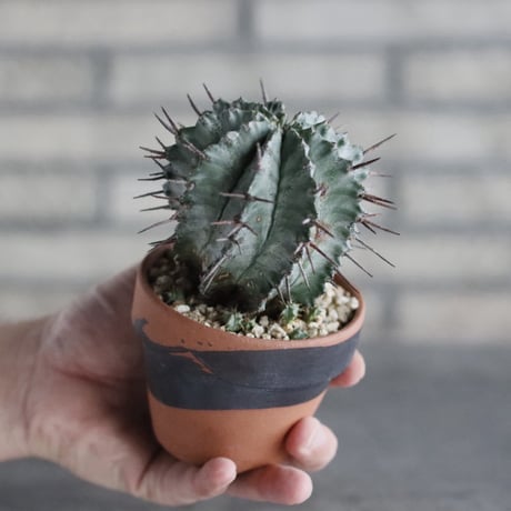 Euphorbia horrida  × YAMABACHI var. N/OH (3号)  no.906/53