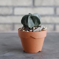 Astrophytum myriostigma var. nudum × YAMABACHI (3号)  no.913/84