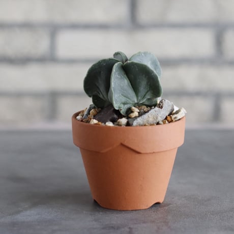 Astrophytum myriostigma var. nudum × YAMABACHI (3号)  no.913/84