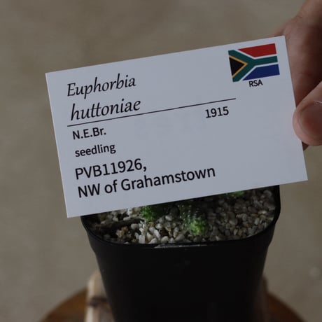 【tres】Euphorbia huttoniae (3号)  no.816/25