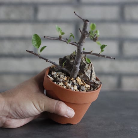 Bursera schlechtendalii × YAMABACHI (3号)  no.927/63