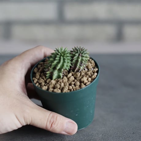 Euphorbia susannae (2.5号)  no.719/170