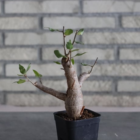 Bursera schlechtendali (2.5号)  no.830/51