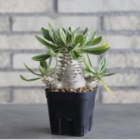 Pachypodium  makayense (3号鉢)  no.705/125