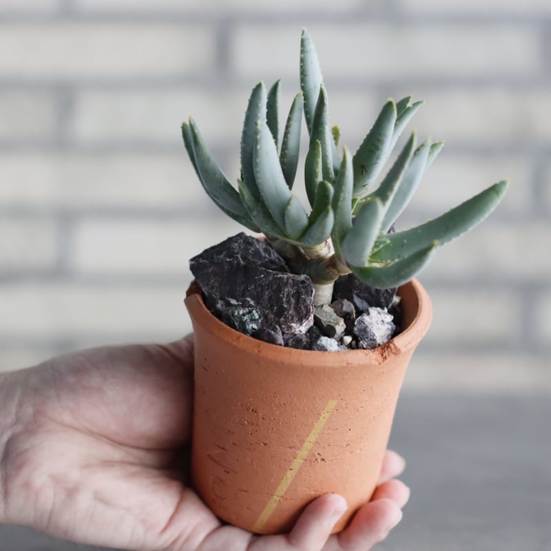 N/OH-TERRACOTTA MIX × Aloe ramosissima (3号) no