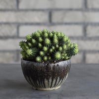【園藝撮家 田口勇一郎 / tres】Euphorbia susannae × 安西岳郎 / 中川智治 (4号)  no.823/17