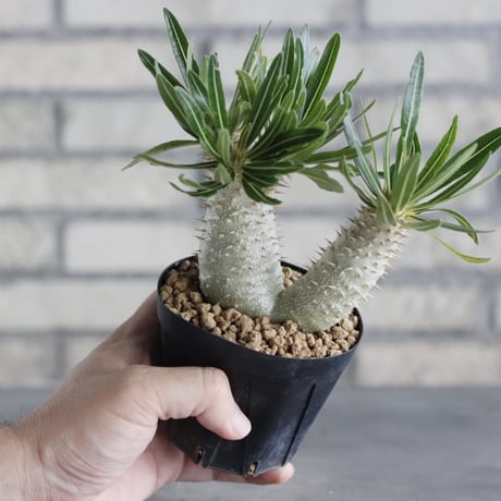 Pachypodium Inopinatum (3号鉢)  no.705/120