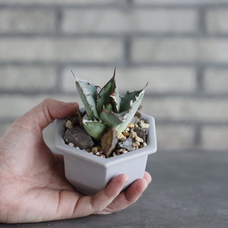 Agave sp. No.1 × nos pot (3.5号)  no.927/76