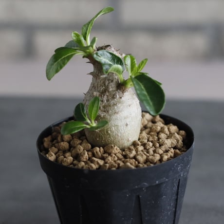 Pachypodium windsorii (3号鉢)  no.705/109