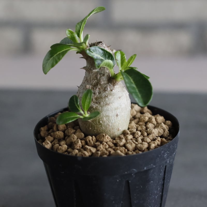 Pachypodium windsorii (3号鉢) no.705/109 | 芽の巣山