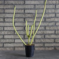 Euphorbia oncoclada f.crist (3号)  no.719/140