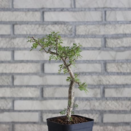 Bursera aptera (4号)  no.830/48