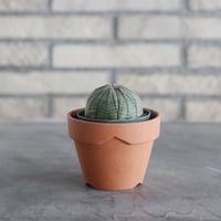 Euphorbia obesa (2.5号) ＋YAMABACHI  no.830/23
