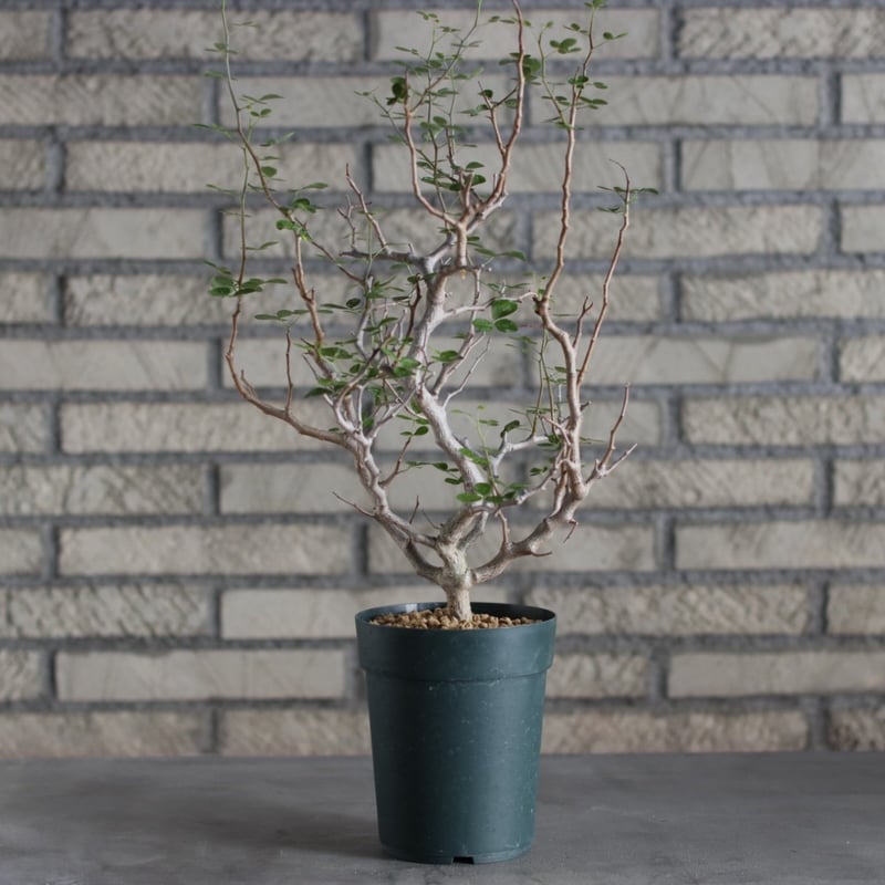 Commiphora sinuata (4号) no.719/137 | 芽の巣山