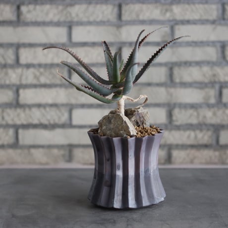 Aloe sp × soso (4号鉢)  no.719/41