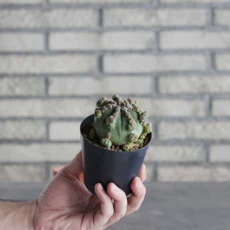 Euphorbia obesa (3号) ＋YAMABACHI  no.830/21