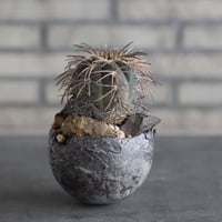 Echinocactus horizonthalonius (水平丸) × takero pot (3.5号)  no.920/37