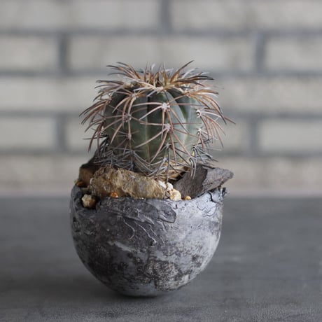 Echinocactus horizonthalonius (水平丸) × takero pot (3.5号)  no.920/37