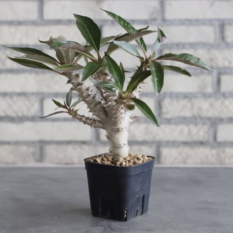 Pachypodium baronii (3号鉢)  no.705/106