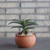 Gasteria rawlinsonii × N/OH(3.5号)  no.906/12