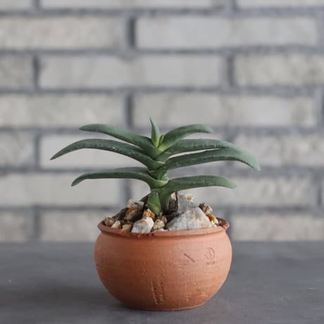 Gasteria rawlinsonii × N/OH(3.5号)  no.906/12
