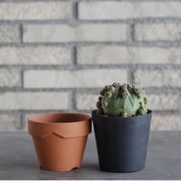 Euphorbia obesa (3号) ＋YAMABACHI  no.830/21