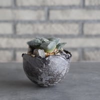 Ariocarpus 疣青磁牡丹 × takero pot (3.5号)  no.1004/99