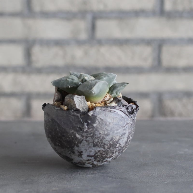 Ariocarpus 疣青磁牡丹 × takero pot (3.5号) no.1004/9