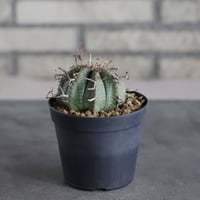 Euphorbia valida (雌) (3.5号鉢)  no.719/161