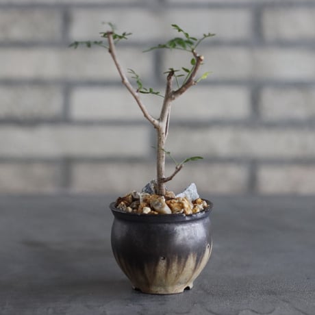 【芽の巣山】Bursera microphylla × 安西岳郎 / 中川智治 (2.5号)  no.823/24