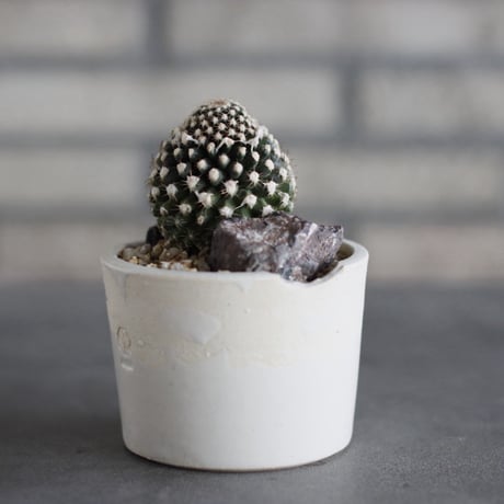 Copiapoa tenuissima × N/OH (3号)  no.920/24