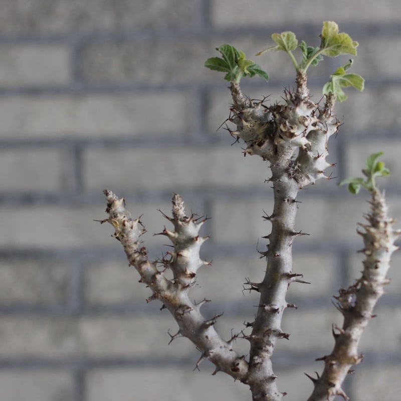 Jatropha fissispina × N/OH (3.5号) no.920/5 | 芽の巣山