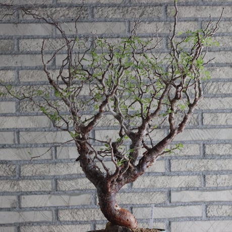 Commiphora monstrosa (6.5号鉢)  no.705/87